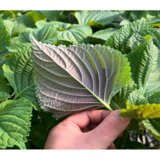 엄지척농산물] 국내산 밀양 깻잎(찹찹이), 1개, 1kg