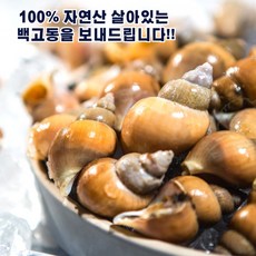포항 백고동 생물 [당일조업], 1개, 1kg (중, 25~35미)