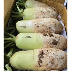 국내산 황토밭 강원도 햇무 5kg 10kg 알뜰농장, 1개, 김치용 3~4개 (4~5kg)