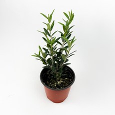 글라스가든 올리브나무 소품 지중해 실내공기정화 키우기 쉬운 식물 키우기, 9개