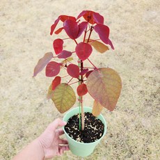 에덴플랜트 초코리프 (지름 15Cm포트 / 중품) 유포르비아 코티니폴리아 희귀 실내 초콜릿잎, 1개