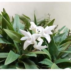 순백의 긴기아난 (하얀색), 1개