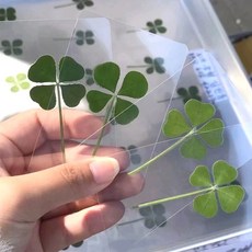 모든 네잎클로버 코팅카드 책갈피 부적 행운 백꾸 지갑 합격 취업 기원 애인 친구 선물, 5개