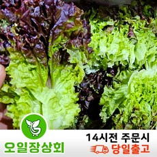 < 오일장 상회 > 국내산 꽃상추 2kg 4kg내외, 1개