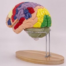 두개골 모형 뇌구조 해부학 교육 교구 뇌모형 뇌 인체해부학 장기 인체모형 인체 교육용 실습