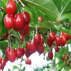 보리수나무 묘목 왕보리수나무 1년생 포트묘, [ 왕보리수나무 1년생 포트묘 ], 1개