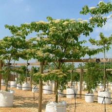 층층나무 2년 묘목 밀원식물 (5주묶음), 실생2년, 5세트