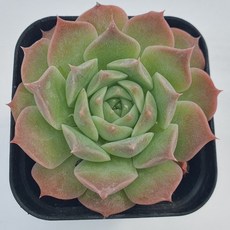 [앨리다육코리아] 복숭아빛이 은은히 번지며 따뜻한 느낌의 다육식물 허니글로우 화분크기6cm