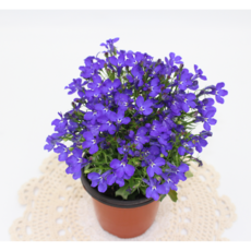 [골든플랜트] 로벨리아 블루색상 소품 봄꽃 야생화 공기정화식물, 1개