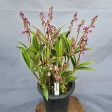 하루요코이/긴기아난이/재배분, 1개