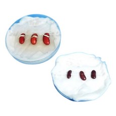 초등과학 식물수업 새싹심기 강낭콩한살이 4인 새싹키우기키트 관찰학습 중등기관, 2개