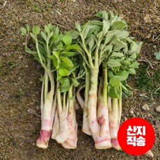 청정 남해 땅두릅 노지 땅두릅 독활 백미향, 2kg, 1박스