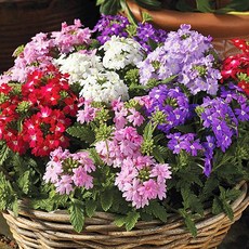 버베나 파라솔 (Verbena Parasol) 혼합색 씨앗 25립 소포장, 1개