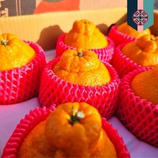 귤마을 명품 한라봉 선물세트 약2.5kg 11과, 1박스