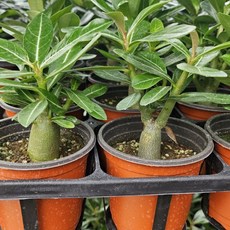 갑조네 석화 사막의장미 아데니움 오베숨 바오밥나무 실내식물, 단일, 1개