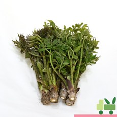 사라상회 두릅 (산두릅 참두릅) 2kg (장아찌), 1박스