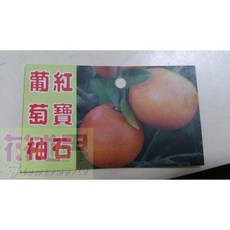 花花世界玫瑰園 紅寶石葡萄柚苗 1尺盆栽，株高120-130cm，果實香甜多汁，陽台盆栽首選, 1個