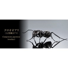 BANDAI 生物大圖鑑 螞蟻篇 扭蛋 轉蛋 蛋樂寶, 1個, 日本弓背蟻