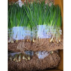 포항 송라 보경사 국내산 흙쪽파 1단, 900g, 1개