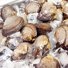 제철 자연산 피조개1kg 피조개회1팩 140g, 1