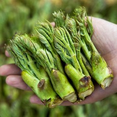 산지직송 봄 제철 향긋한 참두릅 [JCK] 바잘농산물, 1개, 500g