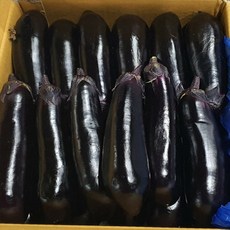 국내산 고랭지 특품.실속품 가지 2.5kg 5kg (박스 포함), 1개, 실속품5kg