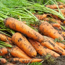 [특가행사] 아삭하고 달콤한 수분과 꿀 품은 국내산 흙당근, 1박스, 2kg 왕