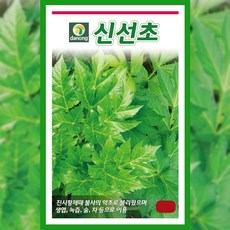 신선초 씨앗 1g 명일엽 종자 토종 산야초 약초 나물
