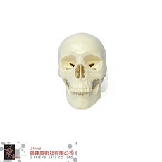 U Friend 美術用骷顱頭/頭部骨骼結構模型, 1個