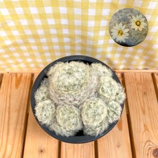 구름선인장 아이스크림 백성선인장 플라스틱이색포트, 1개, 중품