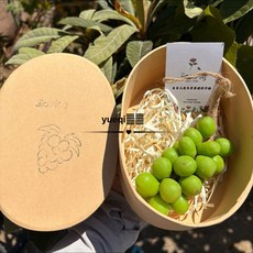 benesell 포도알비누 감성 기념품 천연 수제 예쁜, 선샤인 그린 그레이프 20개 150g 디럭스, 1세트