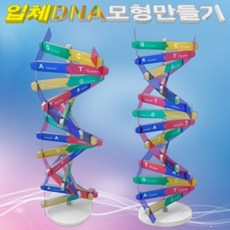 뉴 DNA 입체 모형 만들기