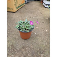 [근이네식물원]풍로초, 1개