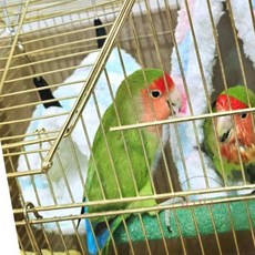 엠비아5 앵무새 포치 소 앵무새둥지