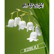 은방울꽃(숙근)뿌리, 1개