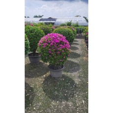 霏霏園藝 日本九重葛 幅寬100公分 球形九重葛