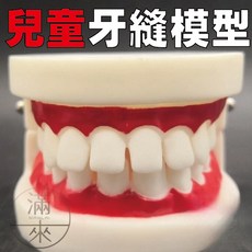 保母娃娃 兒童牙齒模型 嬰兒模型術科練習 可下水, 1個, 兒童牙縫ARUS, 兒童牙縫