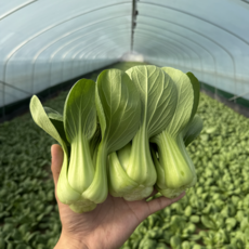 [꿀야채 청경채] 물 좋은 철원 산지직송 청경채, 1개, 8kg