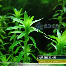 AC草影 蓮花座寬葉太陽草 水草造景, 1個