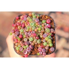 로나가든 미니리톱스모듬 0-1년생 희귀다육이 말발굽 선인장 군락지, 0-1년생 미니리톱스모듬, 플라스틱, 1개