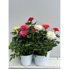 구칠즈 2개발송 장미 소형 사계장미 미니장미 공기정화식물 반려식물 102589, 2개