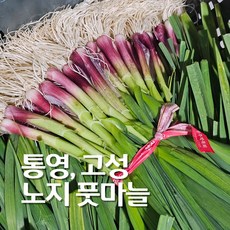 남해안 해풍맞고 자란 노지 풋마늘 1kg, 1개