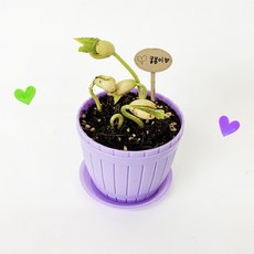 콩나물 키우기 키트 학습용 어린이 식물 관찰일지 세트 유치원, 강낭콩키우기, 1개