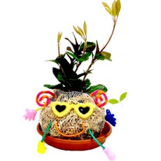 집소 토피어리(상급) 멋쟁이 만들기