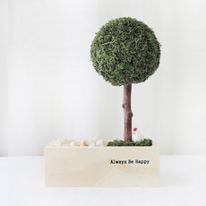 SCANDIAMOSS 內飾柏樹花盆, 04_苔蘚綠