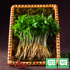 장성문영철농부 새싹삼 새싹인삼 면역력 가정의달 어버이날 선물, 0.8g, 60개