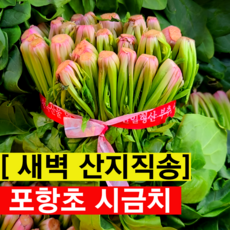 새벽수확 산지직송 포항초시금치 섬초 영해초 보물초, 1개, 300g