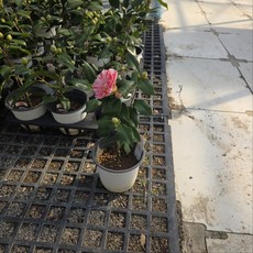 오색 동백나무 노지월동 야생화 에이피플랜츠, 1개