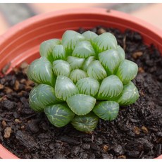 花樣渼栽盆栽生活館 姬玉露 (3寸) 多肉植物 觀葉植物, 1個, 植株(裸根)