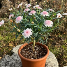 [안녕두구동]목마가렛 아즈키짱 일본목마가렛 꽃모종 (비료포함), 1개